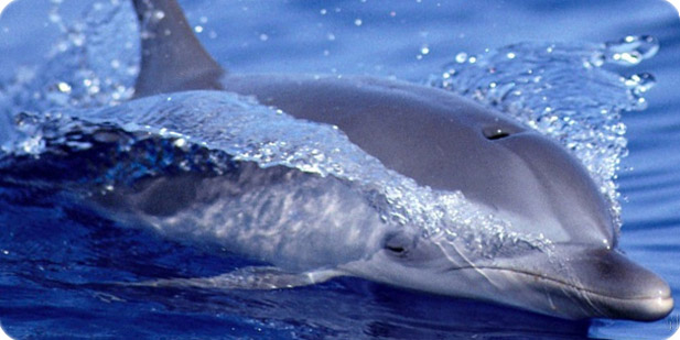 Sight seeing - Dolphin