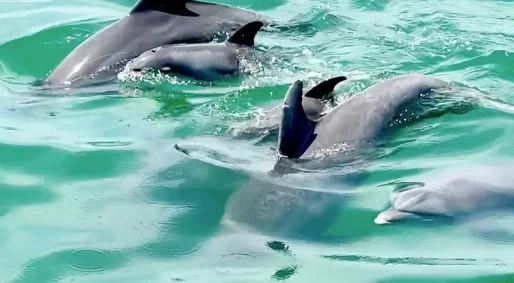 Salwater-adveture-co-dolphin-kayak-tour